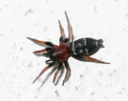 Réf. 186 975 : Poecilochroa variana